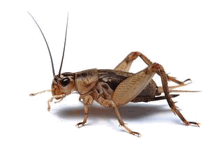          cricket1