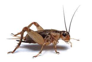          cricket2