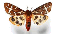           moth4
