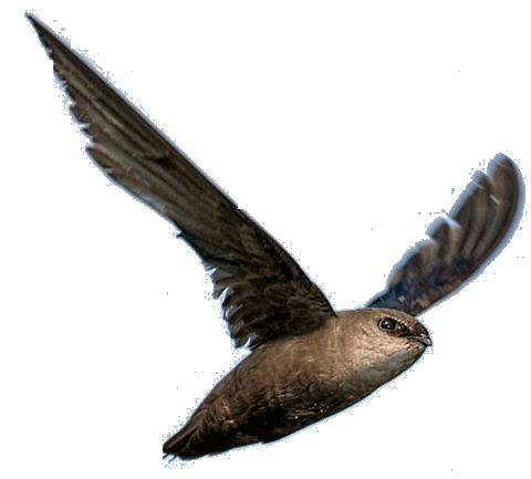           swift01