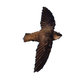           swift03