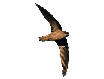           swift04