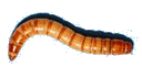           worm